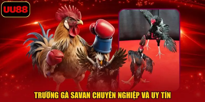Trường gà Savan chuyên nghiệp và uy tín